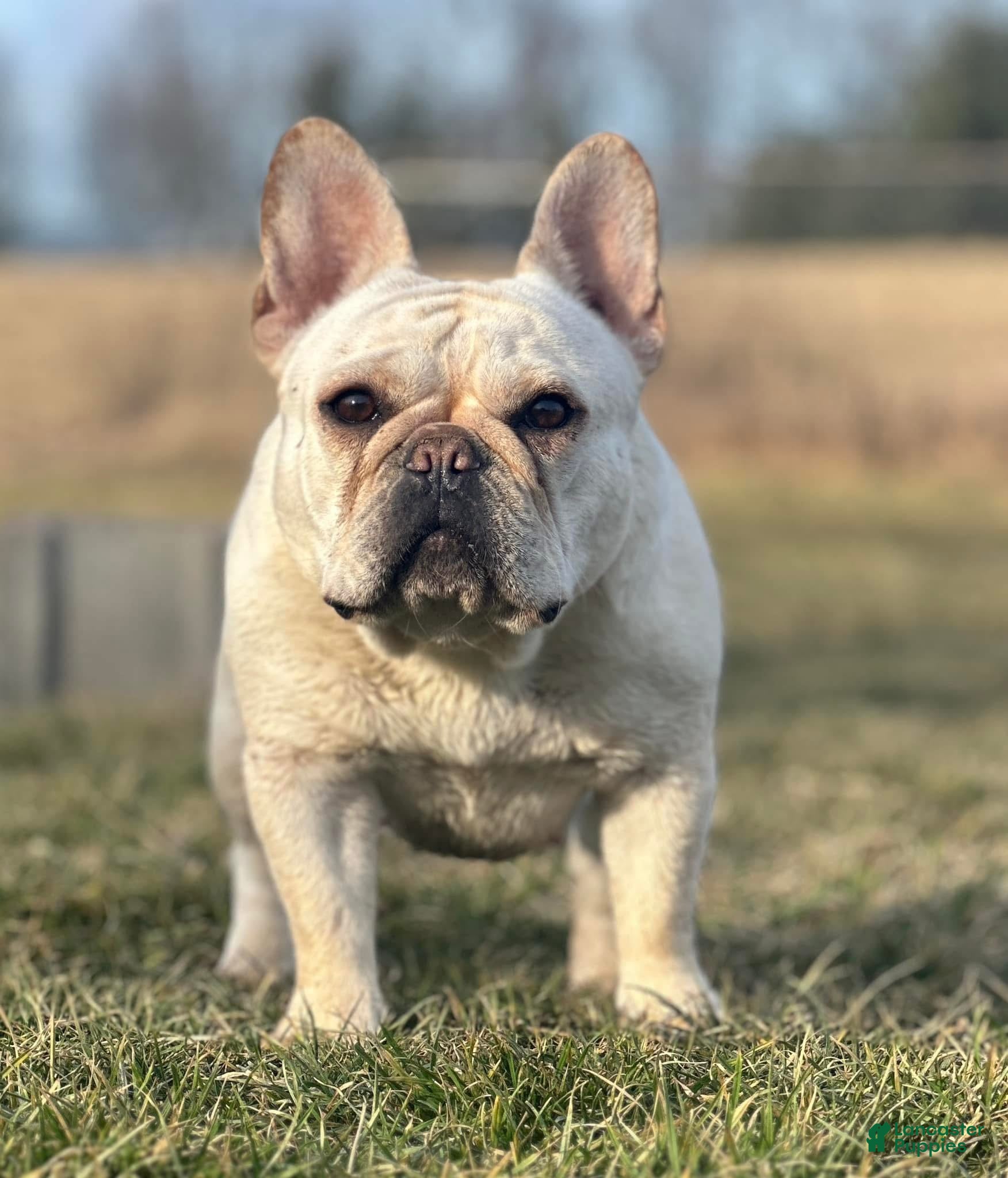 French Bulldog dogs Grand Champion Teeter  - Ad 1