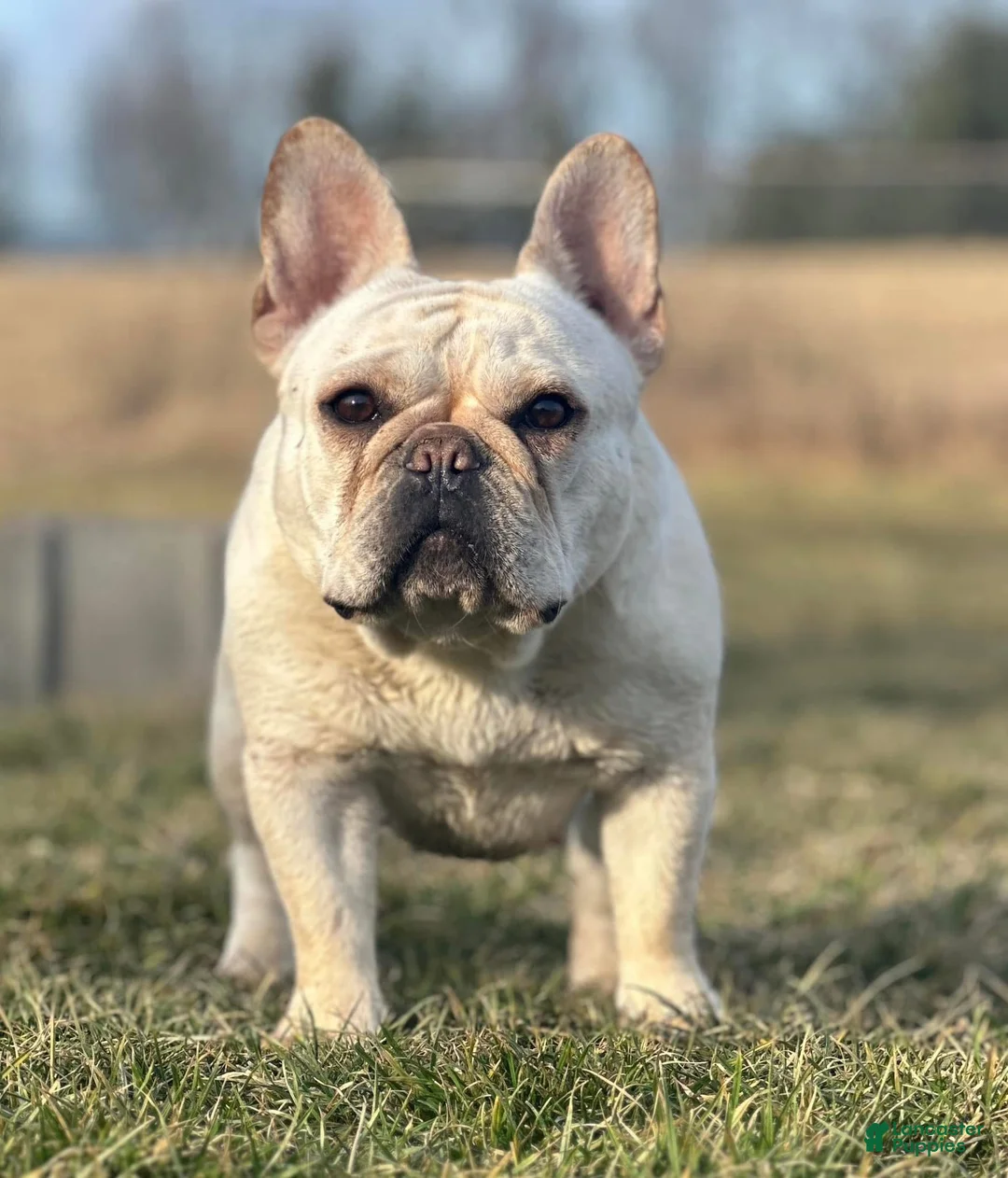 French Bulldog dogs for sale: Grand Champion Teeter  - Ad 1