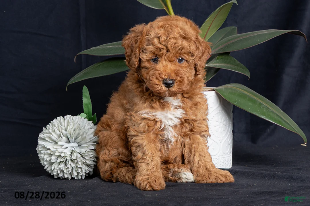 Miniature Poodle dogs for sale: Pecan - Ad 1