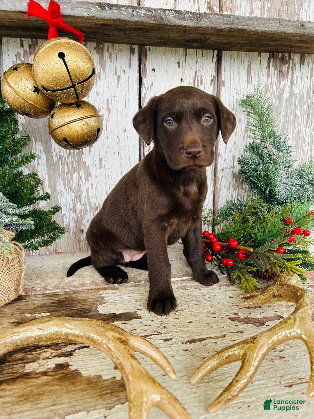 Labrador Retriever dogs for sale: Joy - Ad 4
