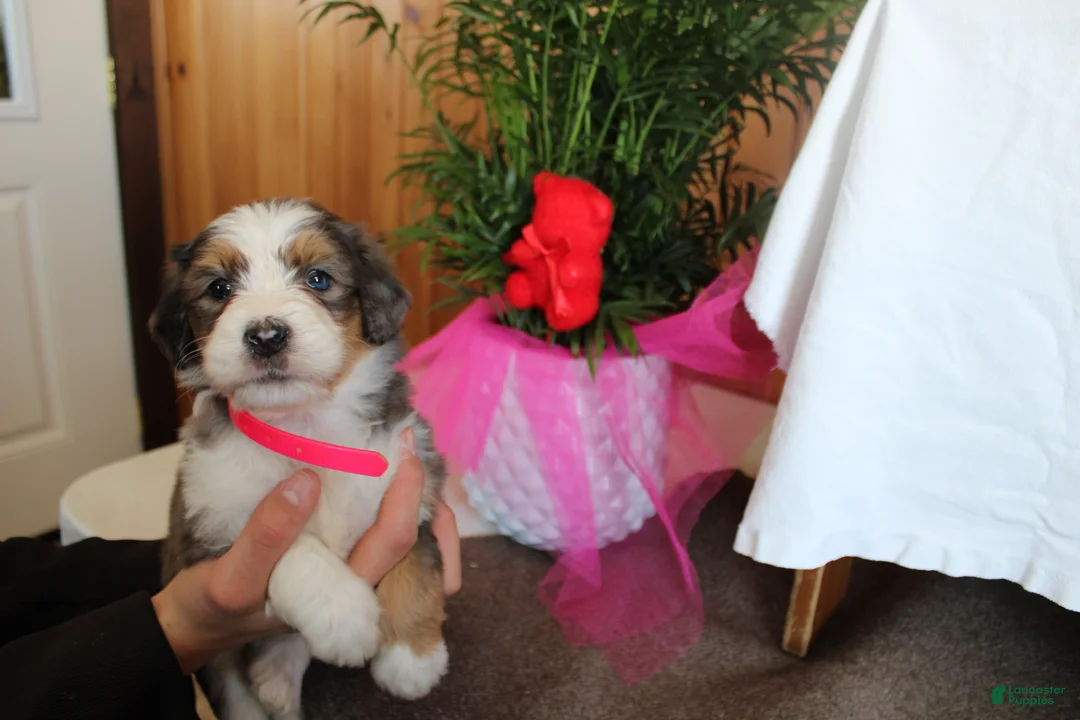 Bernedoodle dogs for sale: Petunia - Ad 11