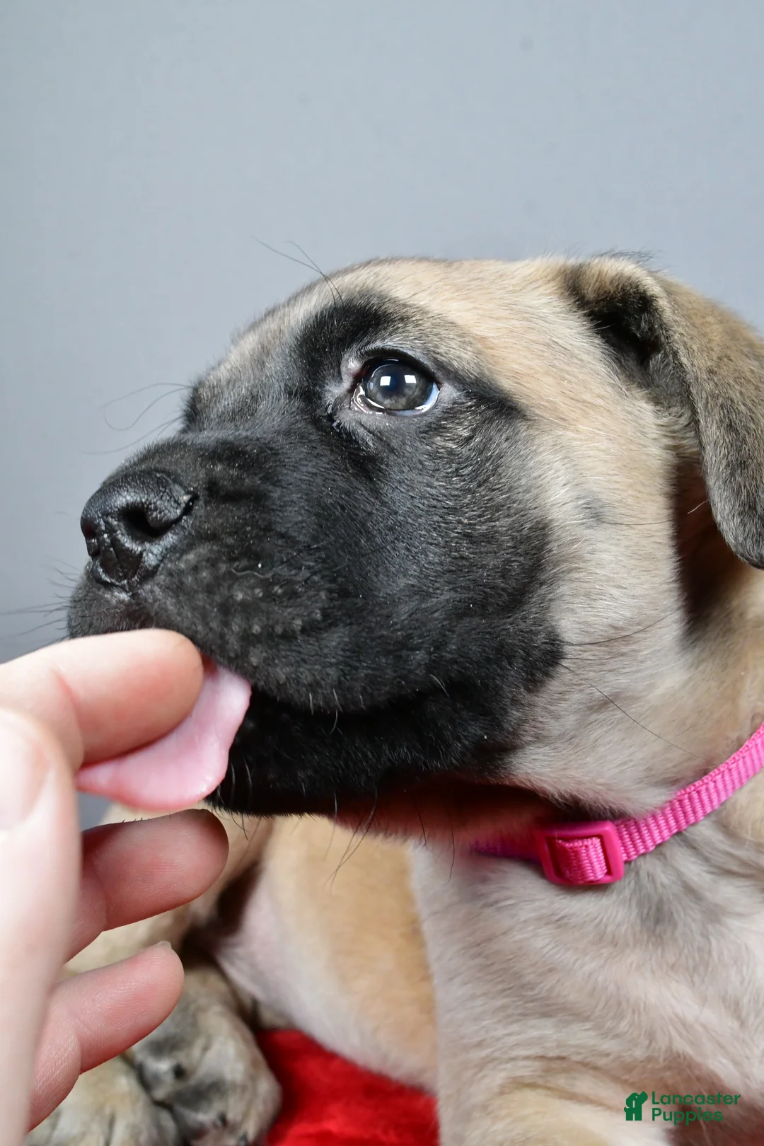 English Mastiff dogs for sale: Heidi - Ad 8
