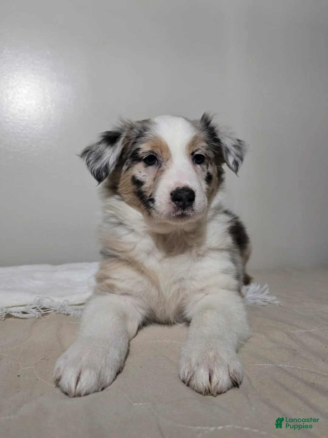 Australian Shepherd dogs for sale: Hazel - Ad 4