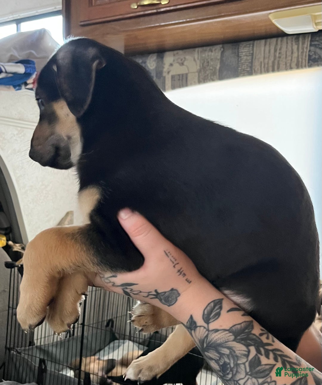 Mixed Breed dogs for sale: Mixed Breed Puppy 3 - Ad 3