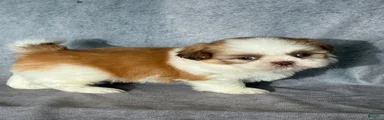 Kia (AKC)