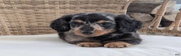 Miniature Dachshund dogs for sale: Freddie  - Ad 3