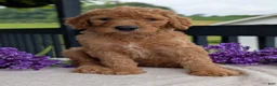 Goldendoodle dogs for sale: Parker - Ad 29