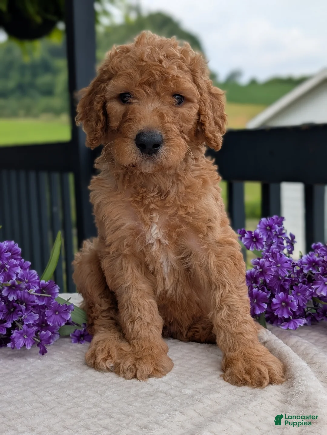 Goldendoodle dogs for sale: Parker - Ad 29