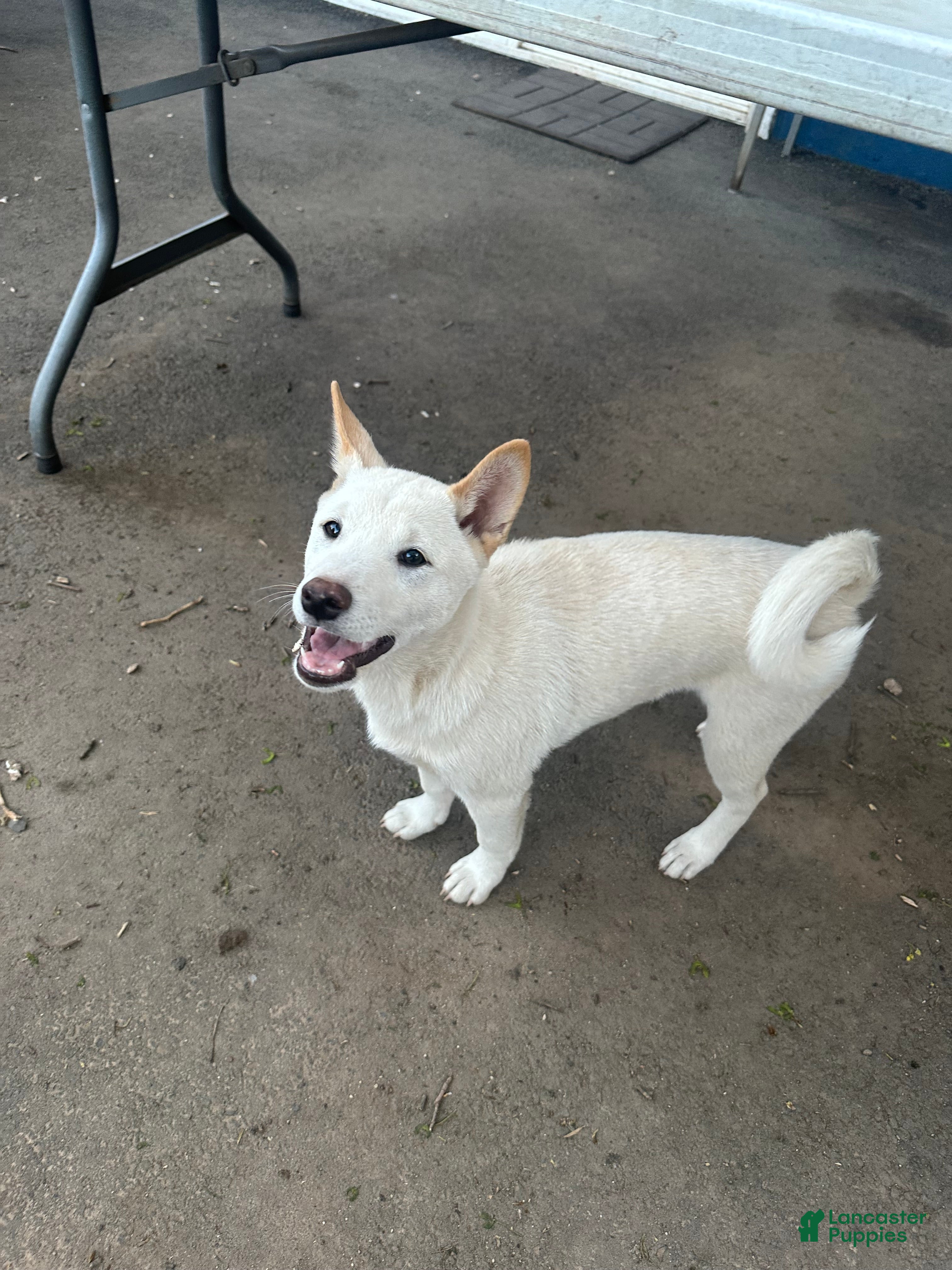 Shiba Inu dogs Ceaser - Ad 1