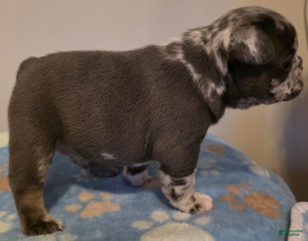 French Bulldog dogs Calla - Ad 2