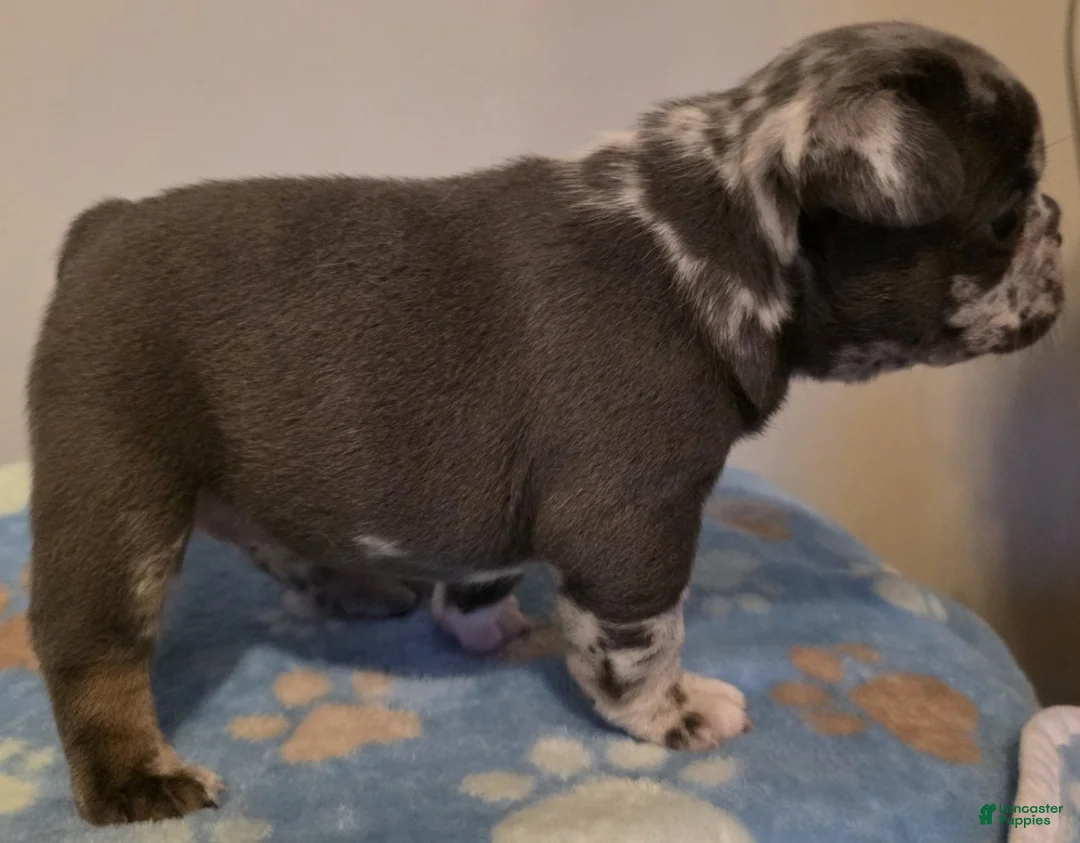 French Bulldog dogs for sale: Calla - Ad 2