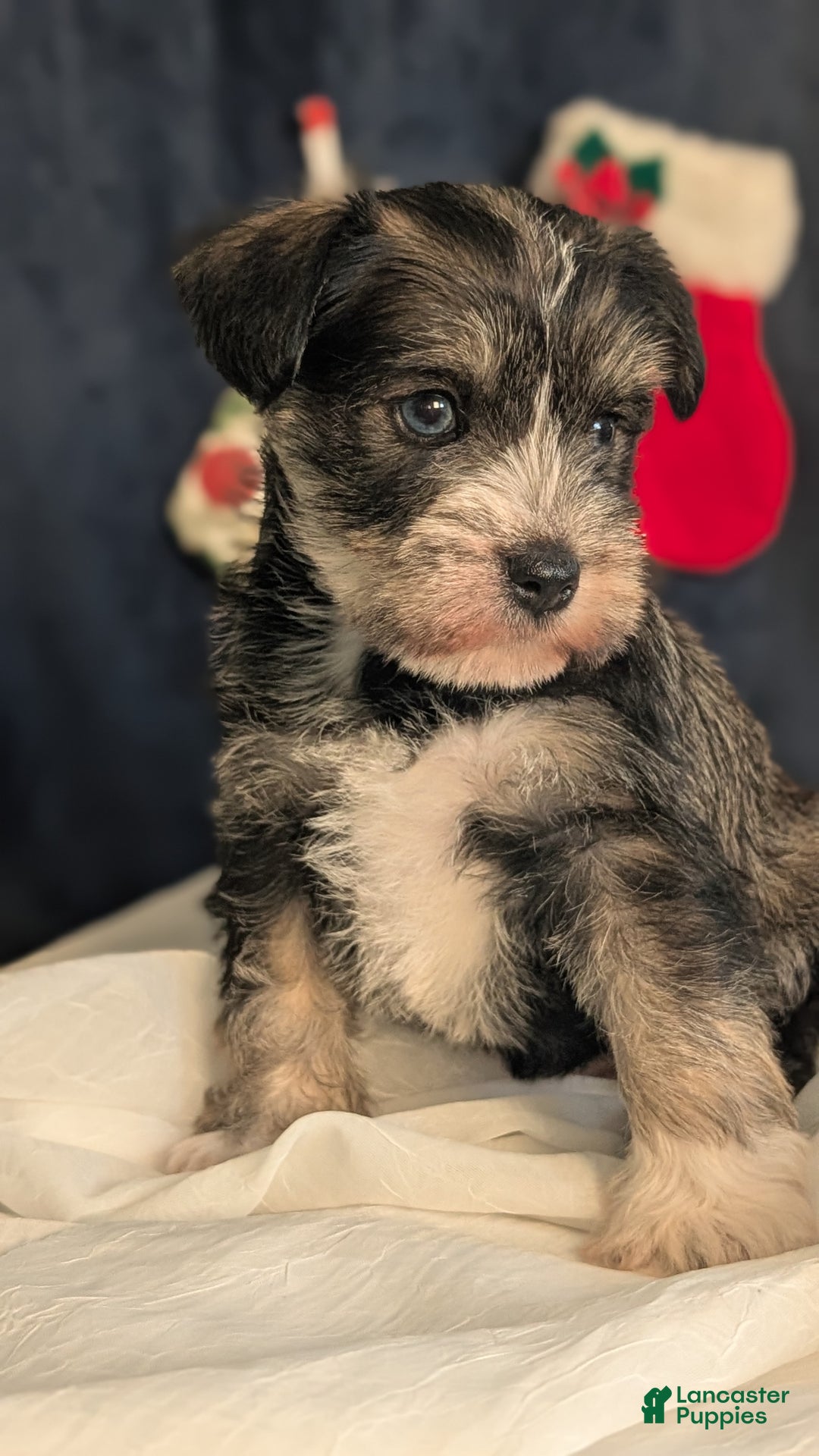 Miniature Schnauzer dogs for sale: Willow  - Ad 2