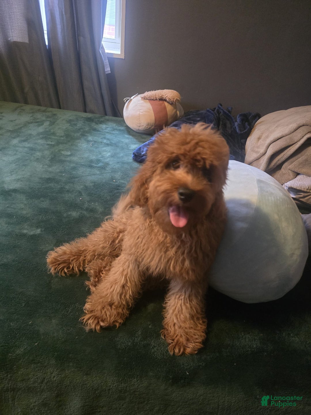 Cavapoo dogs for sale: Cavapoo Puppy 1 - Ad 2