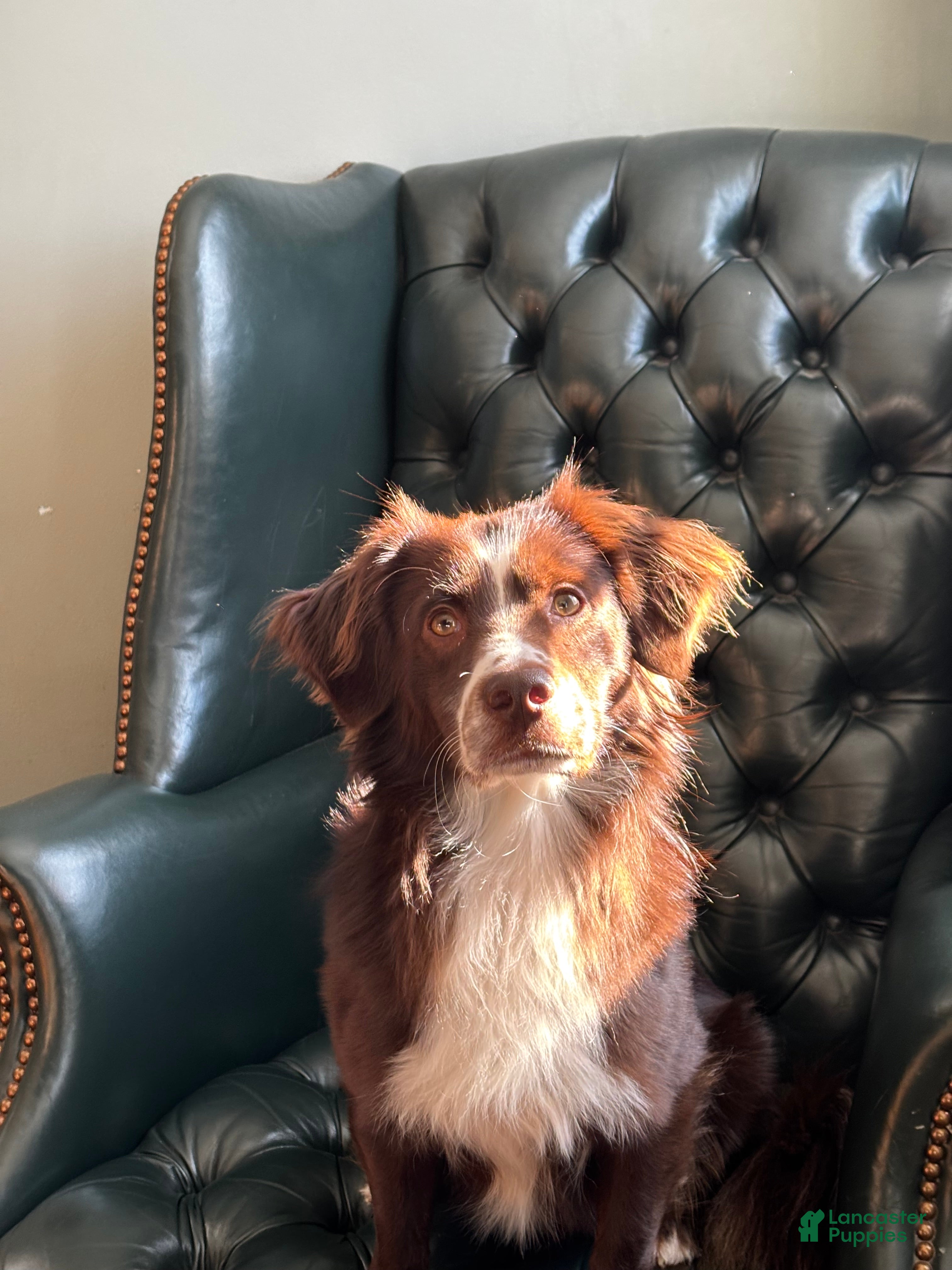 Mini Aussiedoodle dogs Freddy - Ad 37