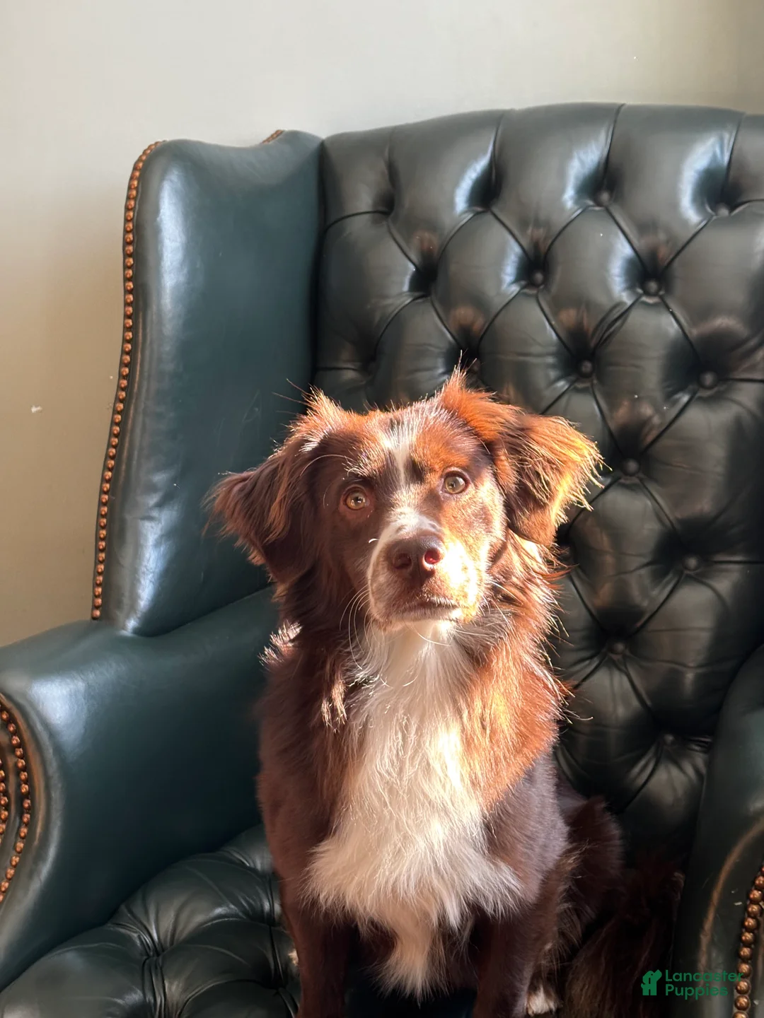 Mini Aussiedoodle dogs for stud: Freddy - Ad 1