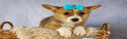 Welsh Corgi Pembroke dogs for sale: Yack 🐶  - Ad 4