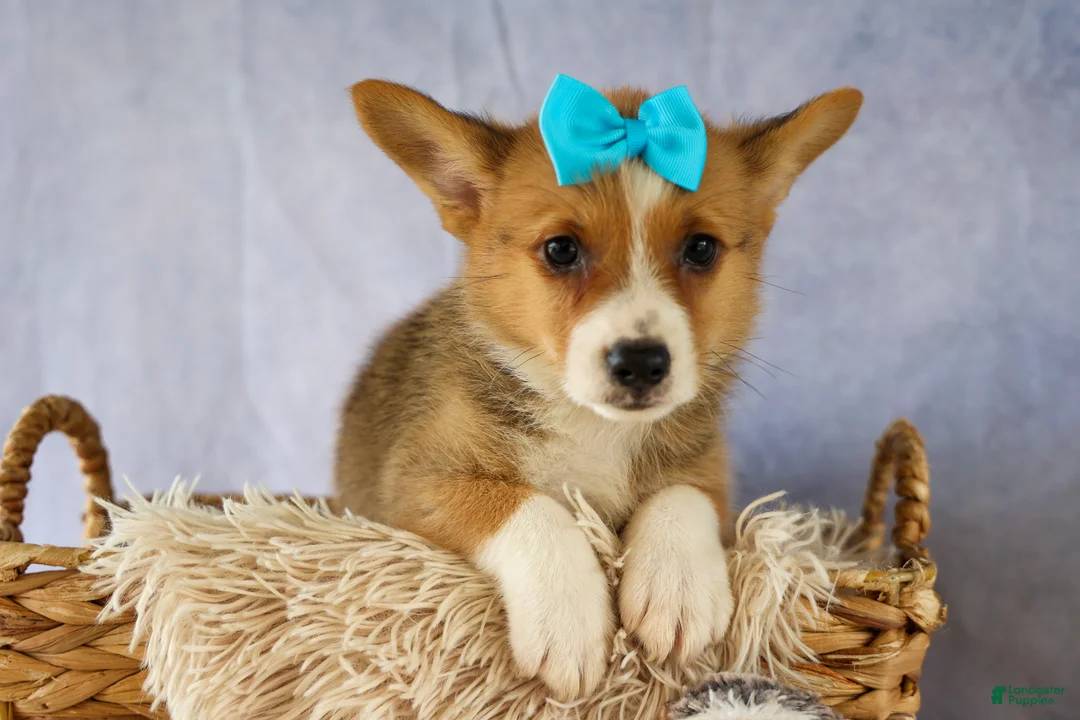 Welsh Corgi Pembroke dogs for sale: Yack 🐶  - Ad 2