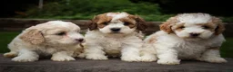 Cavachon dogs for sale: Hailey🌸 - Ad 29
