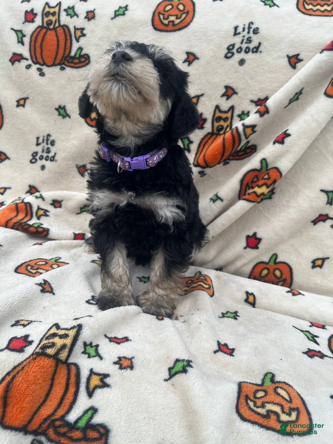 Miniature Schnauzer dogs for sale: Abby - Ad 8