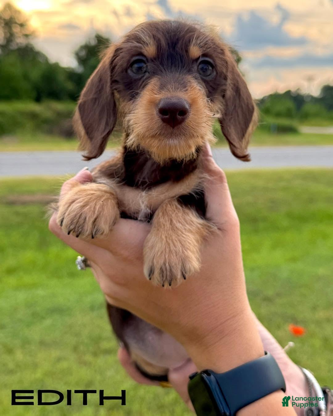 Dachshund dogs Edith - Ad 35