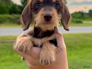 Dachshund dogs Edith - Ad 35