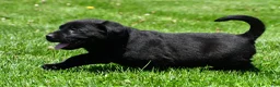 Labrador Retriever dogs for sale: Petey - Ad 6