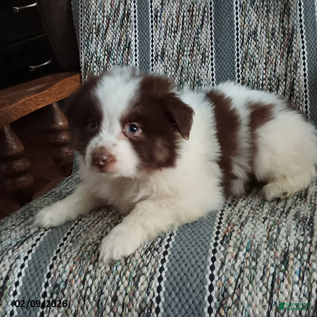 Miniature Australian Shepherd dogs for sale: Muffin - Ad 3