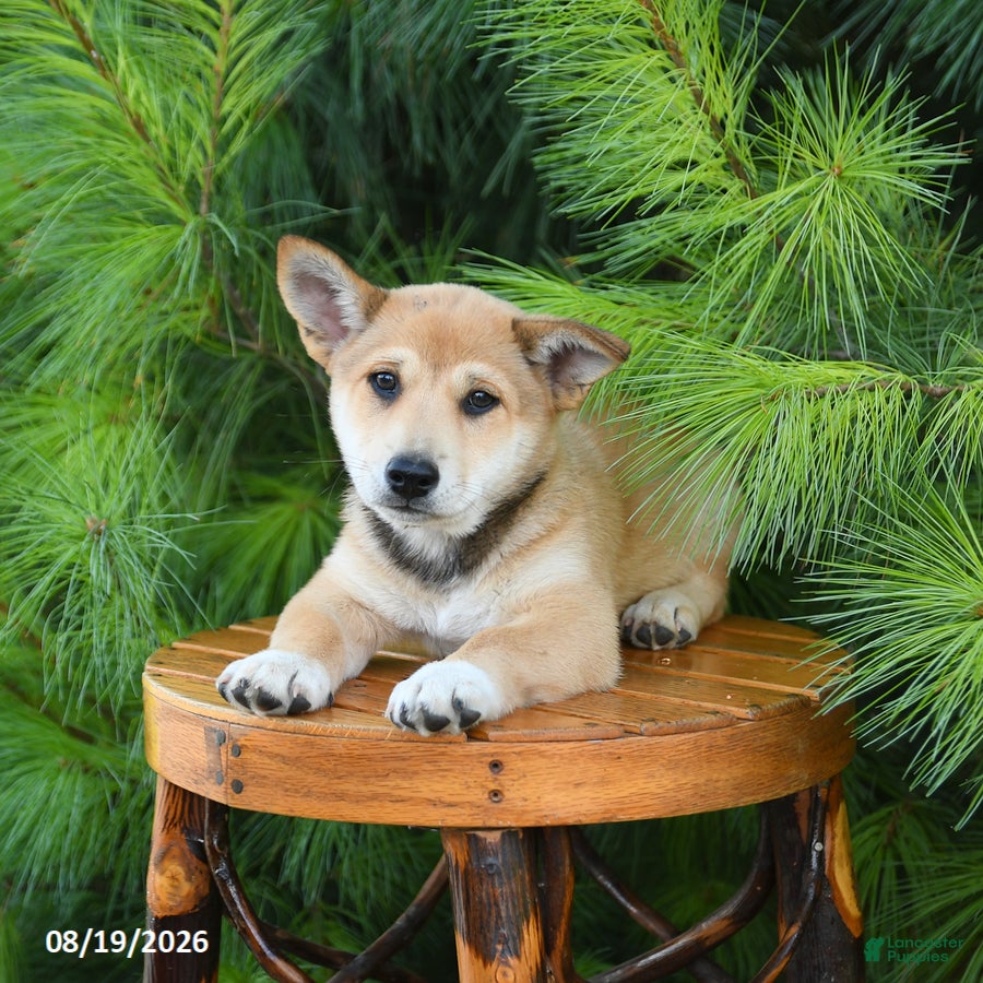 Shiba Inu dogs Sterling - Ad 2