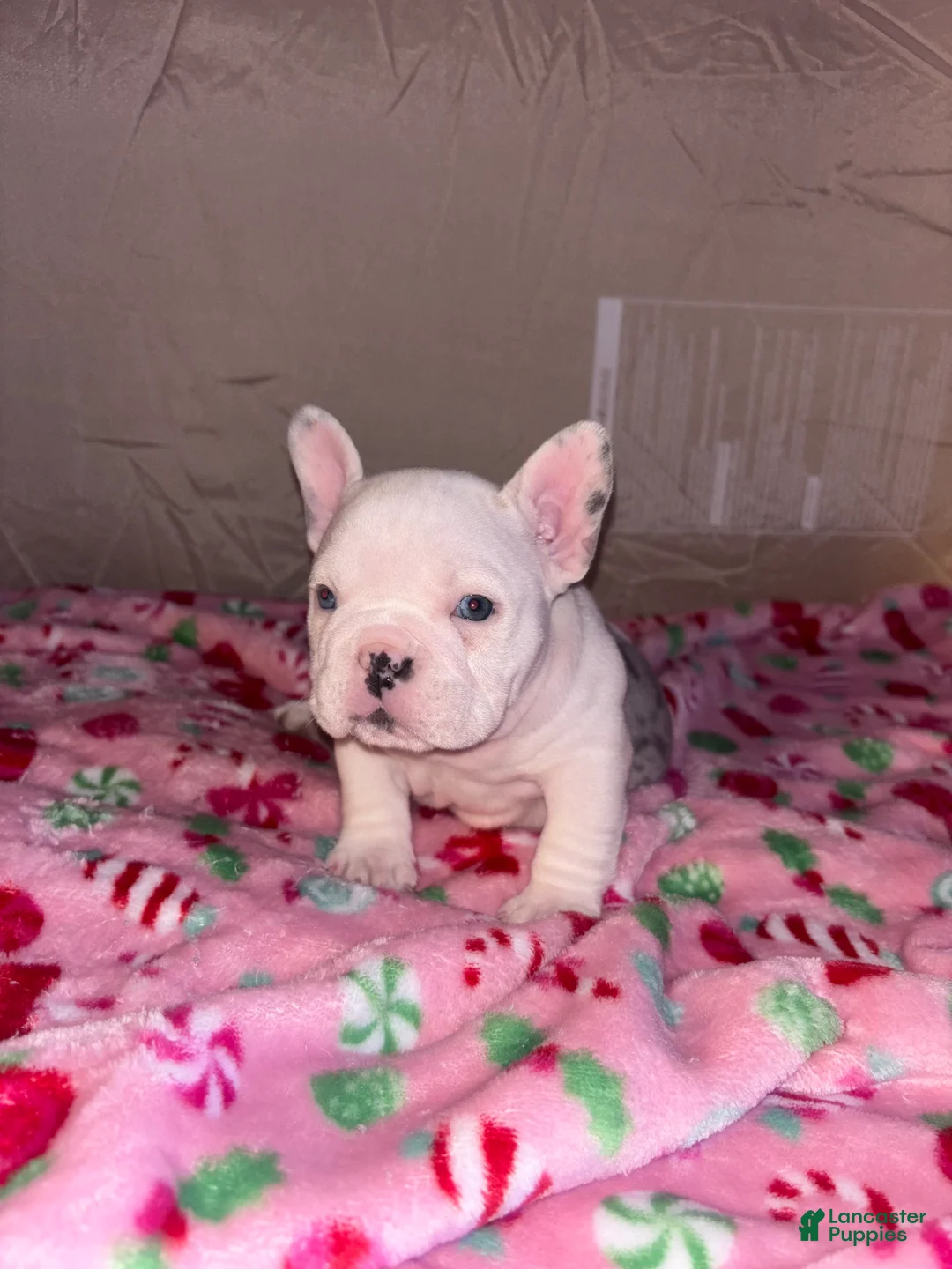 American Bully dogs for sale: American Bully Puppy 4 - Ad 24