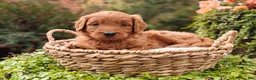 Goldendoodle dogs for sale: Nutmeg - Ad 7