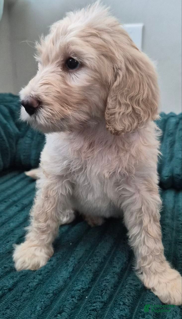 Goldendoodle dogs Zayla - Ad 2