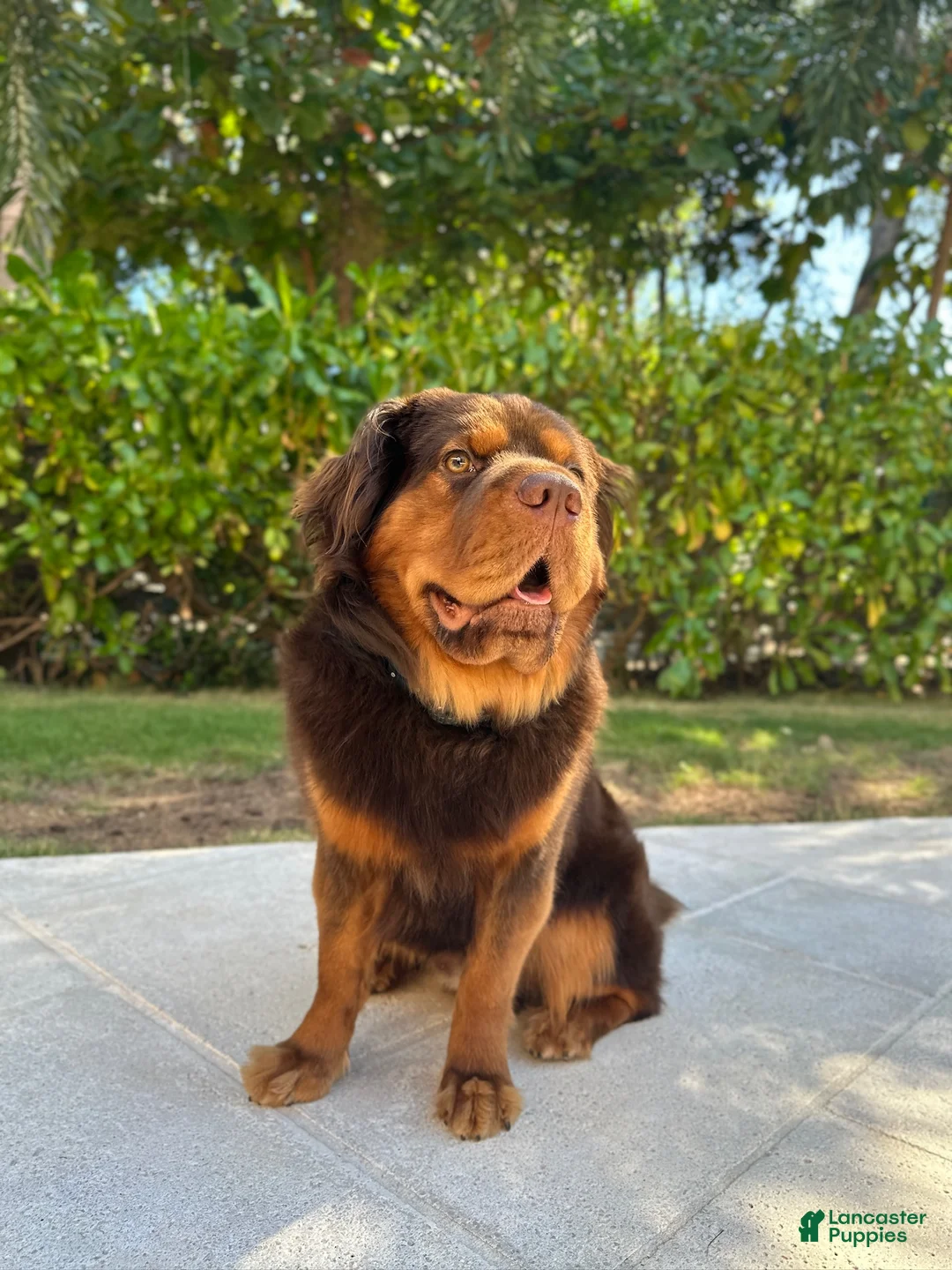 Mini Hippo dogs for sale: Mini Hippo Puppy - Alfie - Ad 5