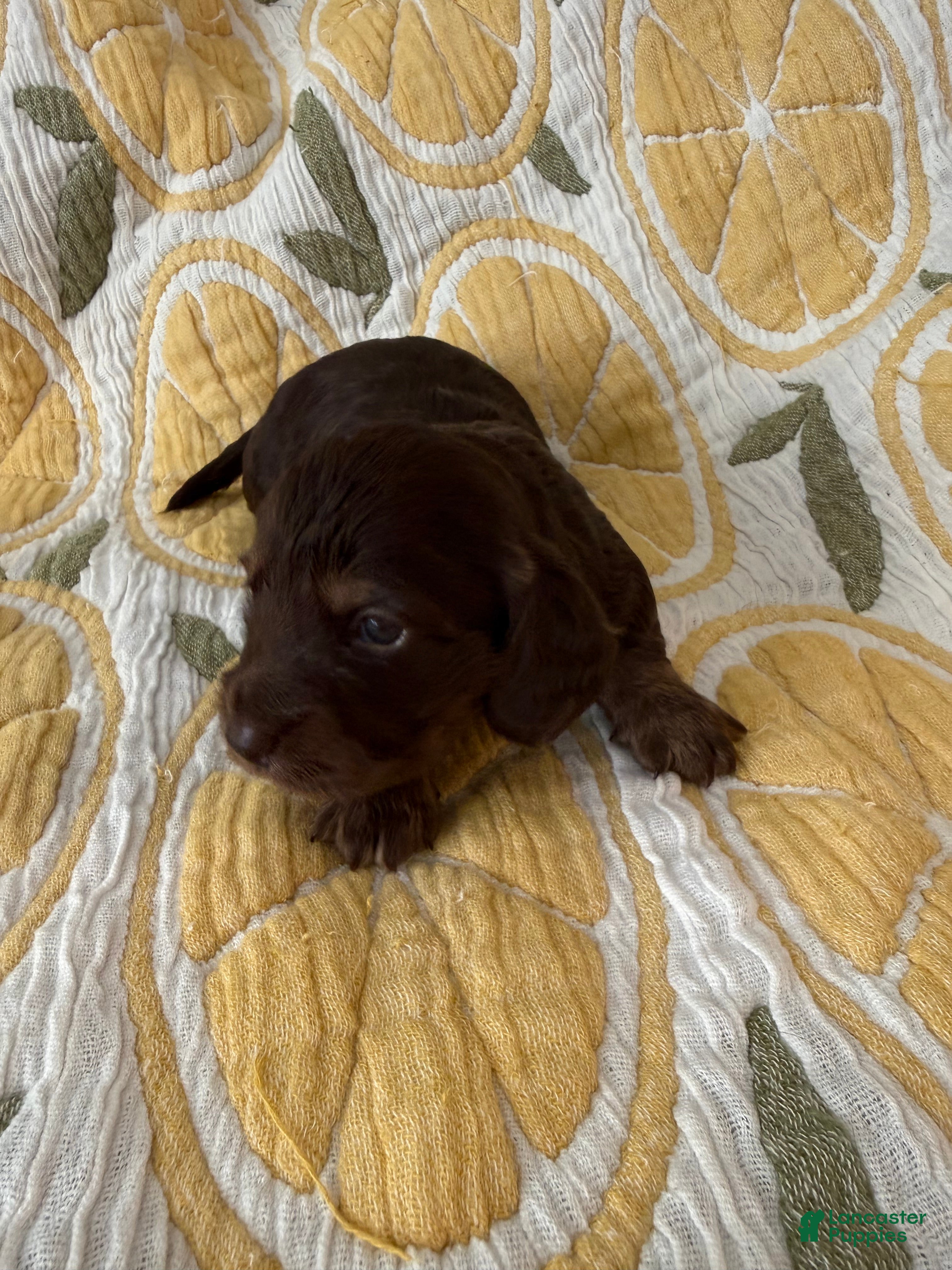 Miniature Dachshund dogs Parker - Ad 2