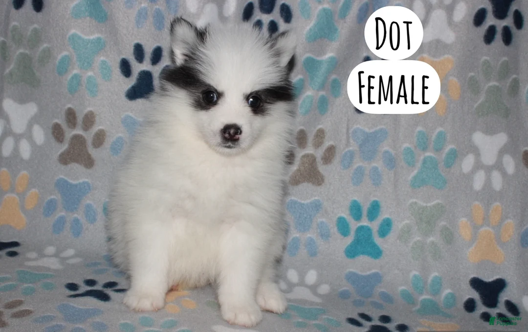 Pomsky dogs for sale: Dot - Ad 1