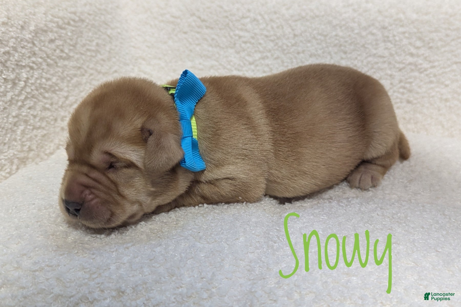 Labrador Retriever dogs Snowy - Ad 1
