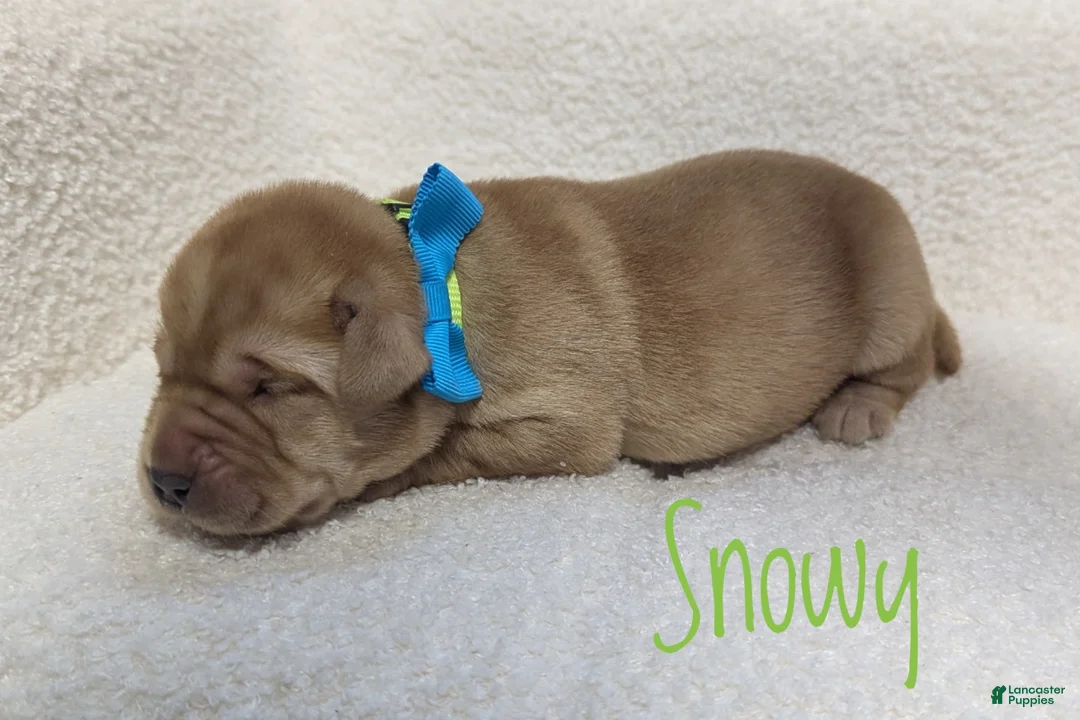Labrador Retriever dogs for sale: Snowy - Ad 1