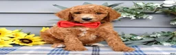 Standard Poodle dogs for sale: Rio - Ad 8
