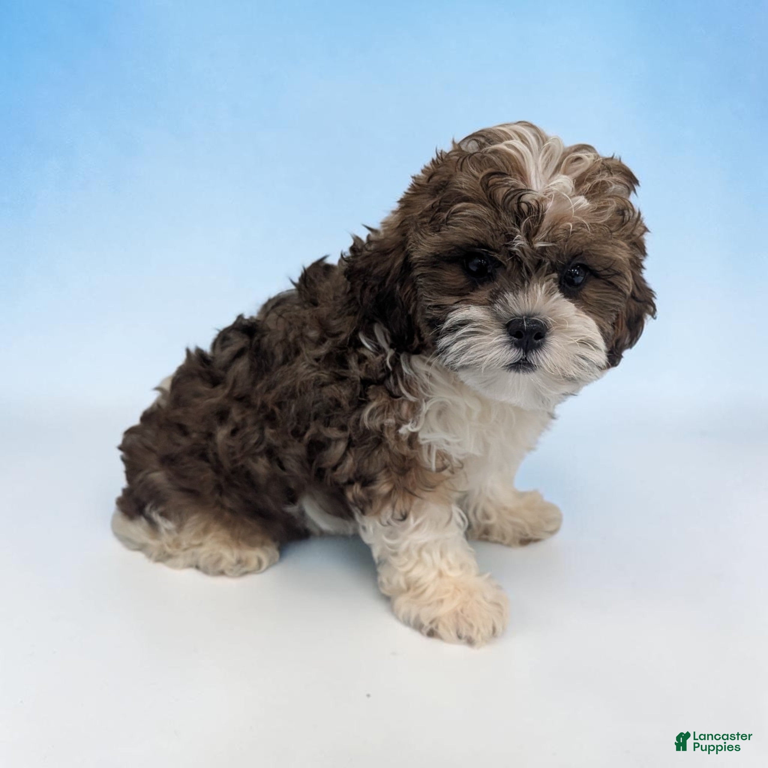 Shihpoo dogs Teddy - Ad 2