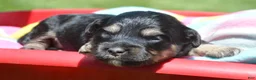 Bernedoodle dogs for sale: Britney Bernedoodle 5 - Ad 7