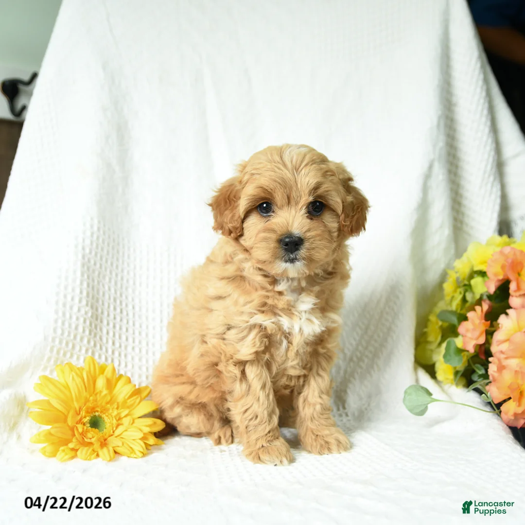 Mixed Breed dogs for sale: Lacey - Ad 2