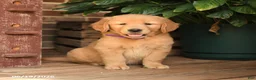 Golden Retriever dogs for sale: Cory - Ad 2