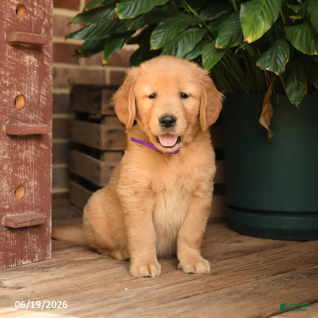 Golden Retriever dogs for sale: Cory - Ad 2
