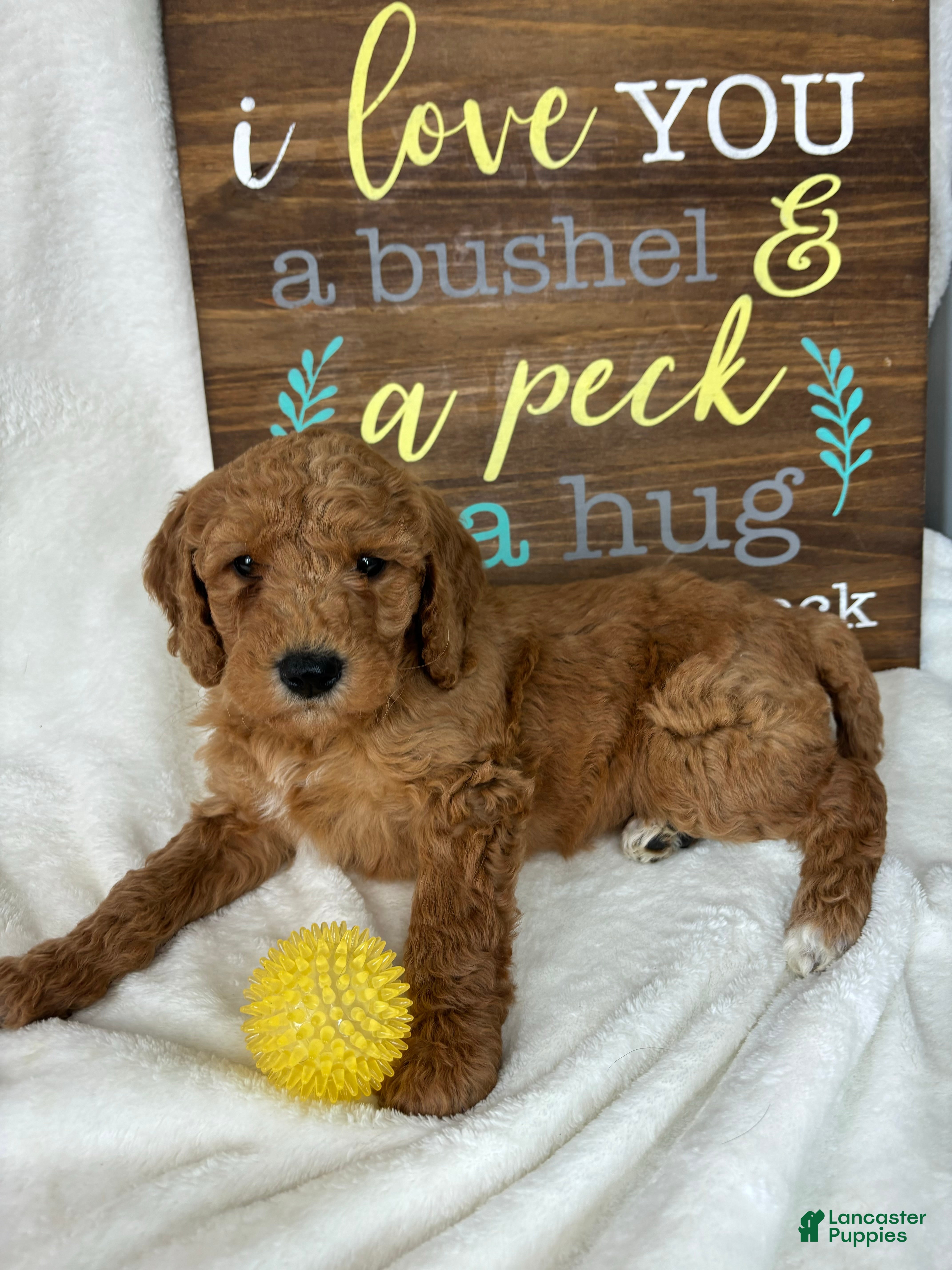 Mini Goldendoodle dogs Ginger - Ad 4