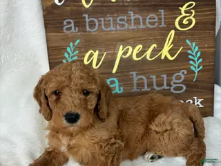 Mini Goldendoodle dogs Ginger - Ad 4