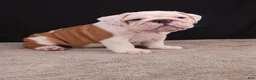 English Bulldog dogs for sale: Hank - Ad 22