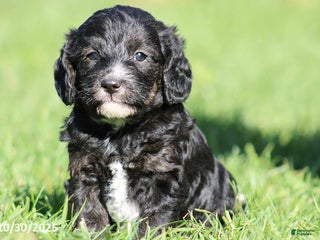 Mixed Breed dogs - Ad 28