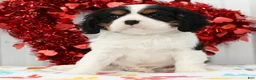 Cavalier King Charles Spaniel dogs for sale: Spotty - Ad 2