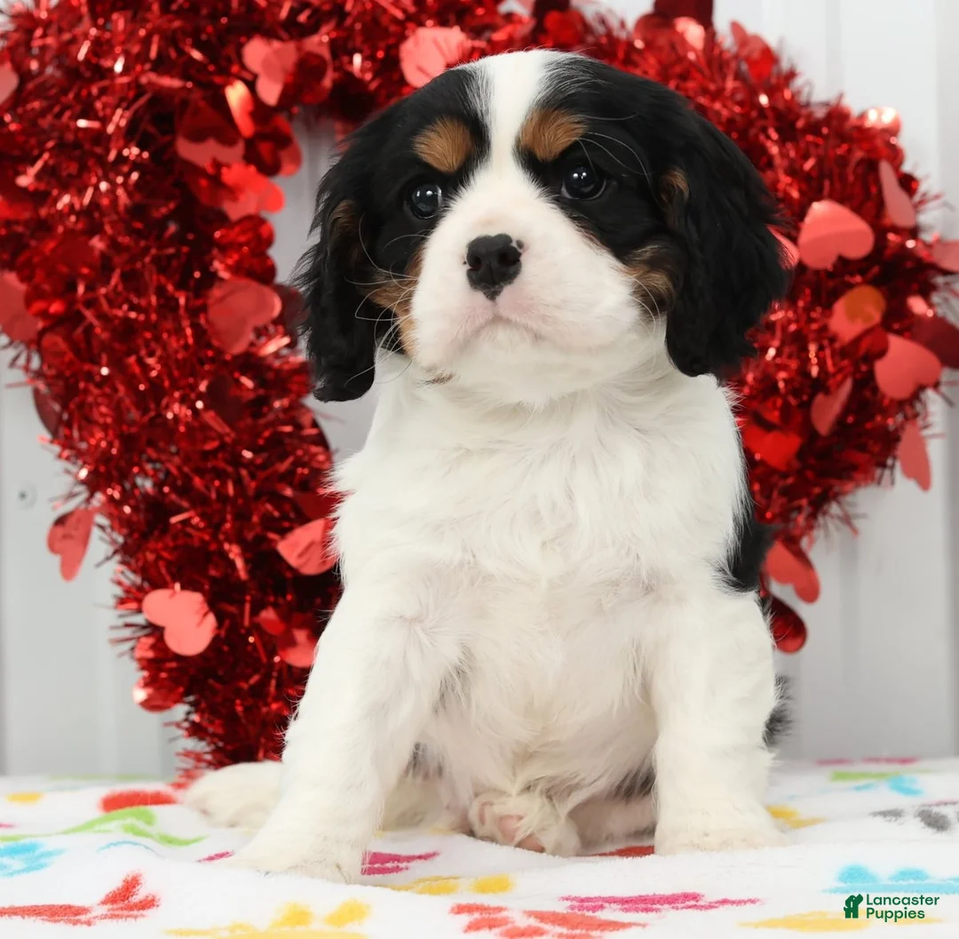 Cavalier King Charles Spaniel dogs for sale: Spotty - Ad 2