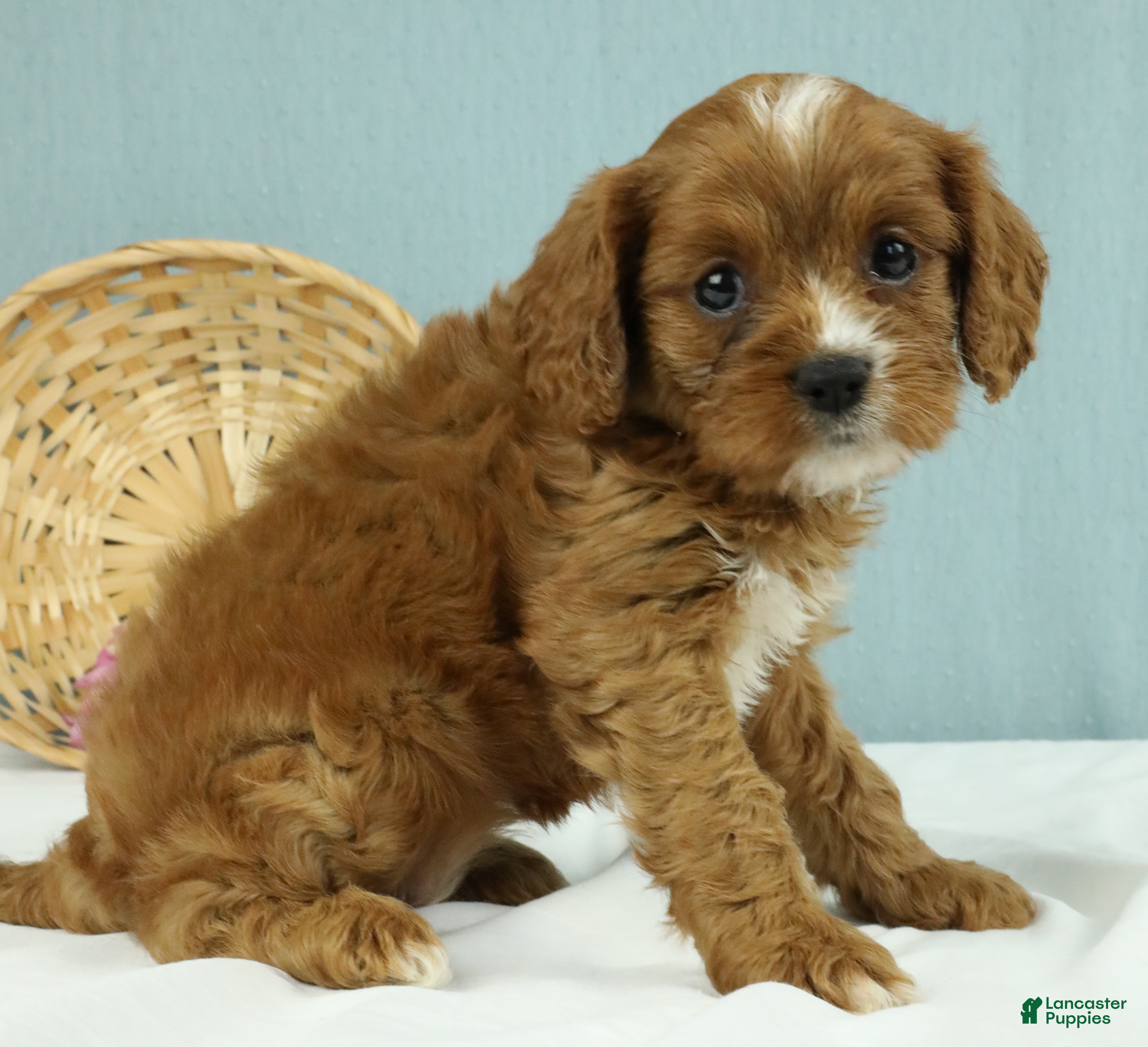 Cavapoo dogs Mochi 🍡 - Ad 2