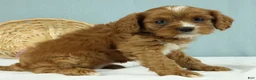 Cavapoo dogs for sale: Mochi 🍡 - Ad 2